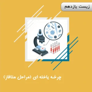 دوره چرخه یاخته ای (مراحل متافاز) زیست یازدهم ویژه کنکور | آلبومین