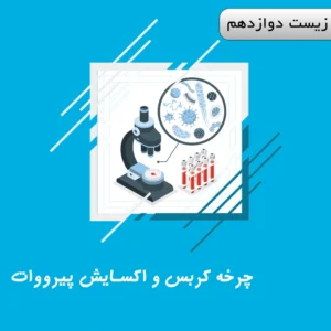 چرخه کربس و اکسایش پیرووات (مولکول های ناقل الکترون NADH/FADH)