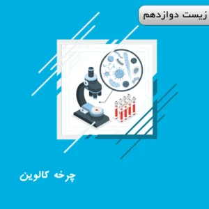 چرخه کالوین (ریبولوز بیس فسفات/ روبیسکو)