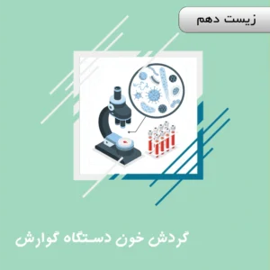 گردش خون دستگاه گوارش