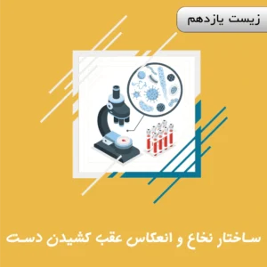 ساختار نخاع و انعکاس عقب کشیدن دست
