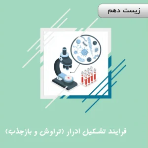 فرایند تشکیل ادرار (تراوش و بازجذب)