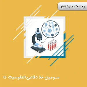 سومین خط دفاعی (لنفوسیت B)