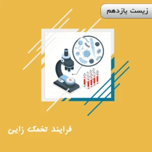 فرایند تخمک زایی